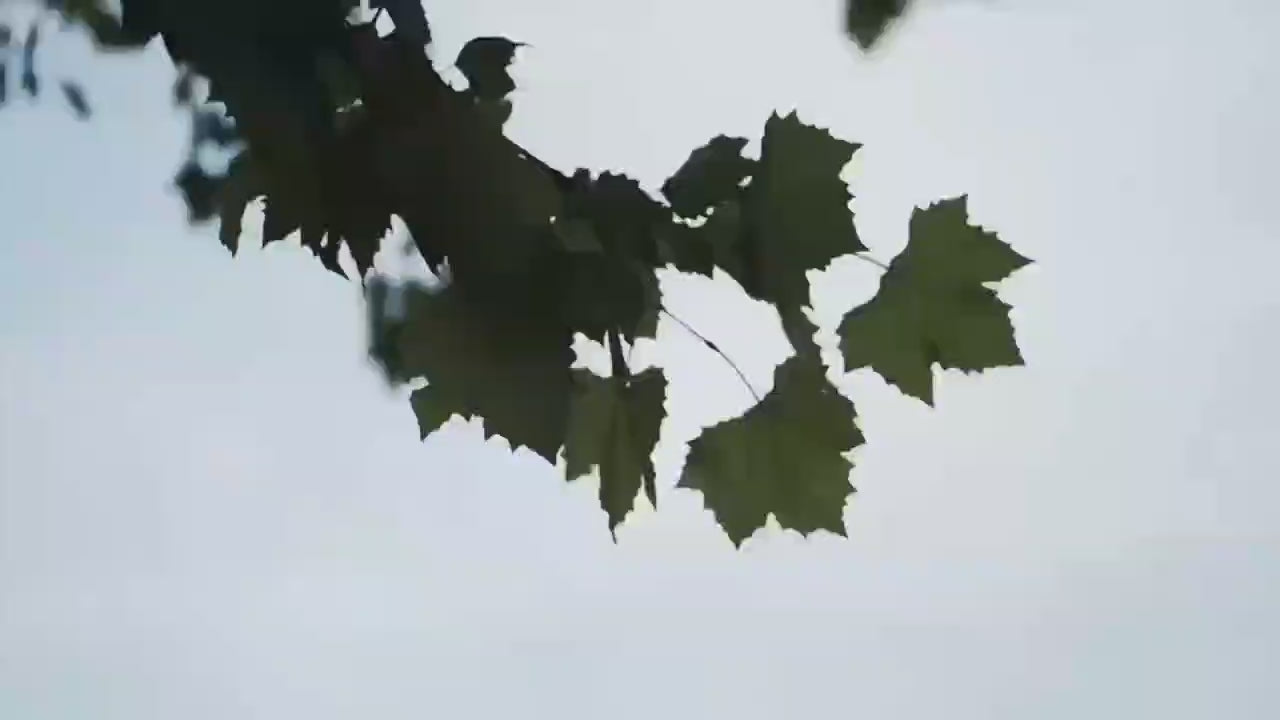 Video showing the full leaf carving process by LeafVow artisans in China, from leaf preparation to intricate pet memorial carving, highlighting eco-friendly techniques.